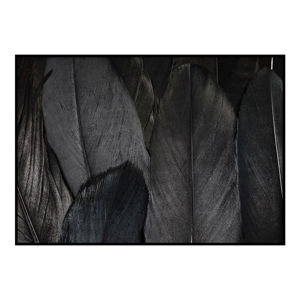 Plakát DecoKing Feathers Black, 100 x 70 cm