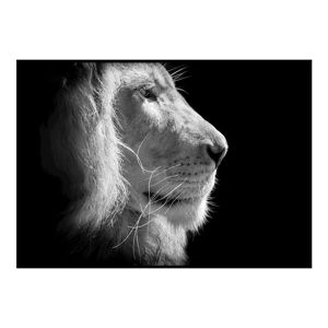 Černo-bílý plakát DecoKing Lion King, 100 x 70 cm