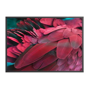 Plakát DecoKing Feathers Red, 100 x 70 cm
